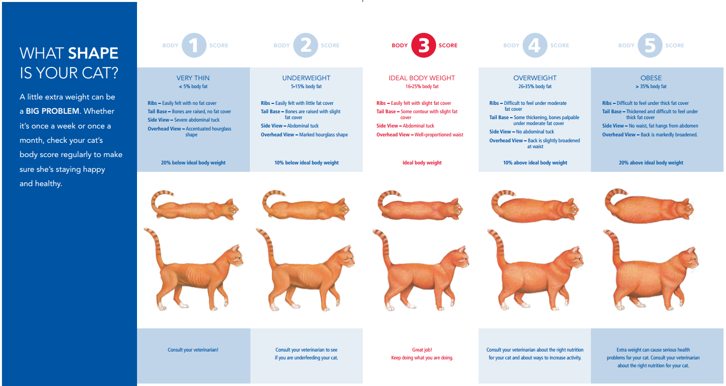 Cat Weight Chart Sphynxlair